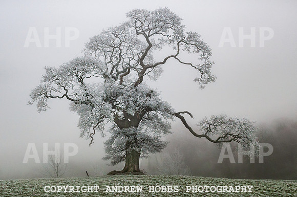OLDER - Nettlecombe Oaks - EM - 2010-1589