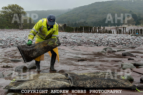 Porlock Oyster Beds 006