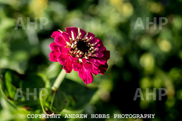 Vellacott Garden 2016-3635