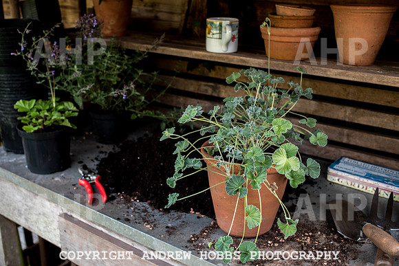 Vellacott Garden 2016-3688