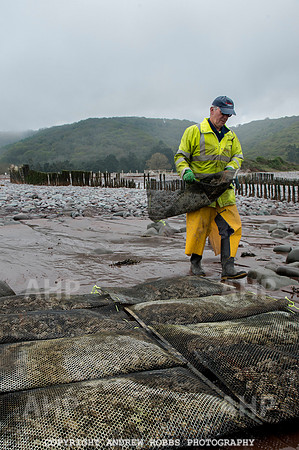 Porlock Oyster Beds 008