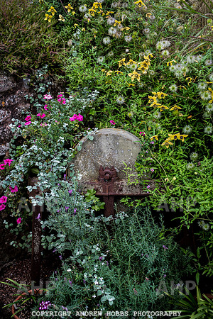 Vellacott Garden 2016-3657