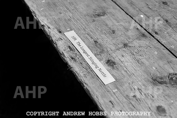 Wambrook Flower Show Centenary 083