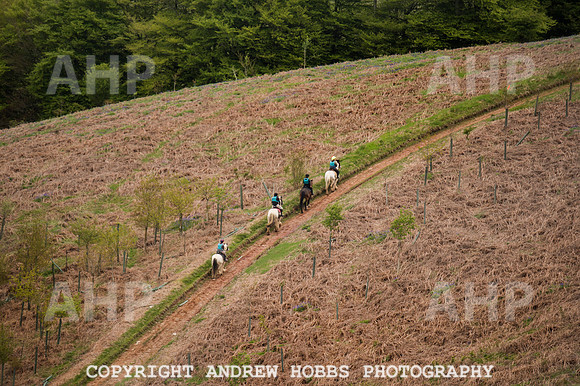AHP_3967 copy