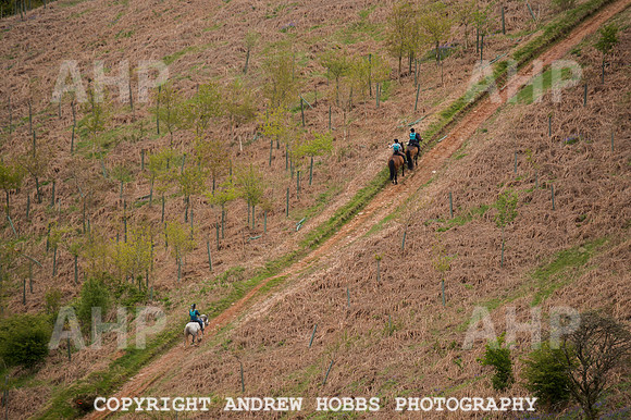 AHP_3974 copy