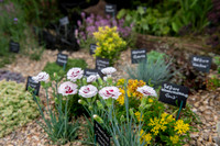 Taunton Flower Show 2014 020