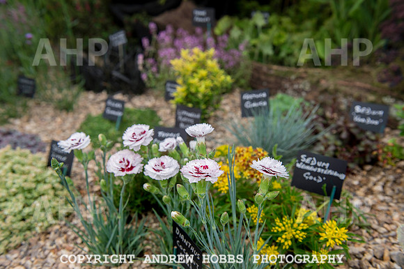 Taunton Flower Show 2014 020