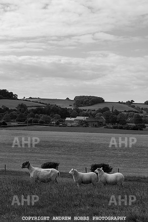 HOB_6330 copy