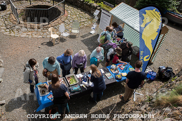 Clovelly Seaweed Festival 2015 002