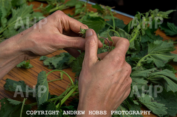 World Nettle Eating Championship 2015_8765