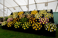 Taunton Flower Show 2014 017