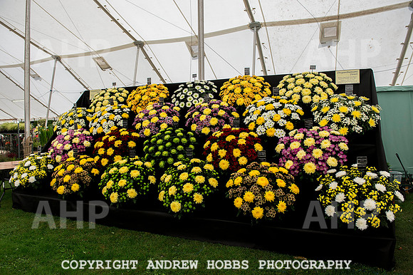 Taunton Flower Show 2014 017