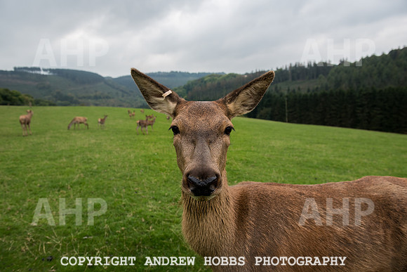 Abby Westcott - deer farm-5596
