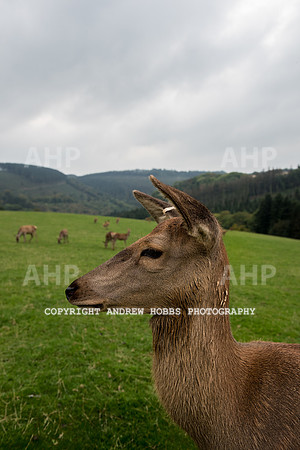 Abby Westcott - deer farm-5599