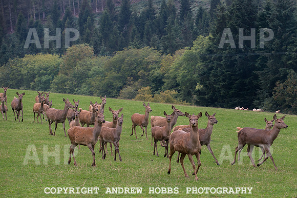 Abby Westcott - deer farm-0203