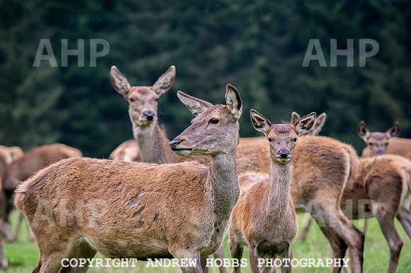 Abby Westcott - deer farm-0213