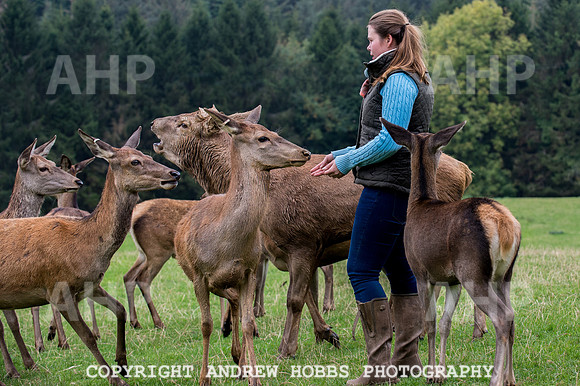 Abby Westcott - deer farm-0221