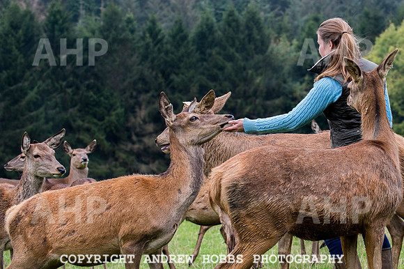 Abby Westcott - deer farm-0223