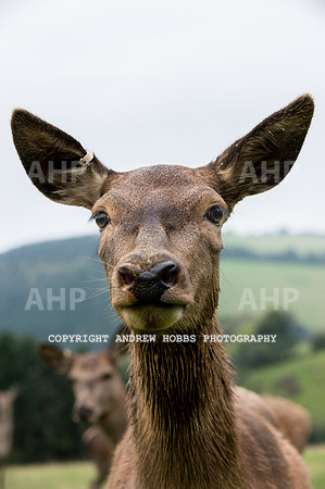 Abby Westcott - deer farm-0228