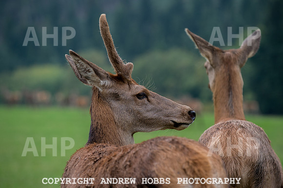 Abby Westcott - deer farm-0231