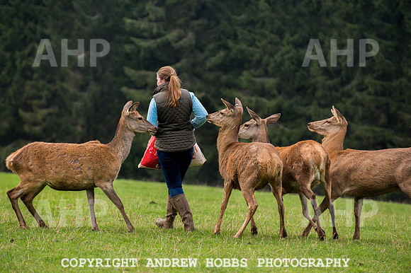 Abby Westcott - deer farm-0236