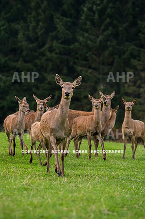 Abby Westcott - deer farm-0242