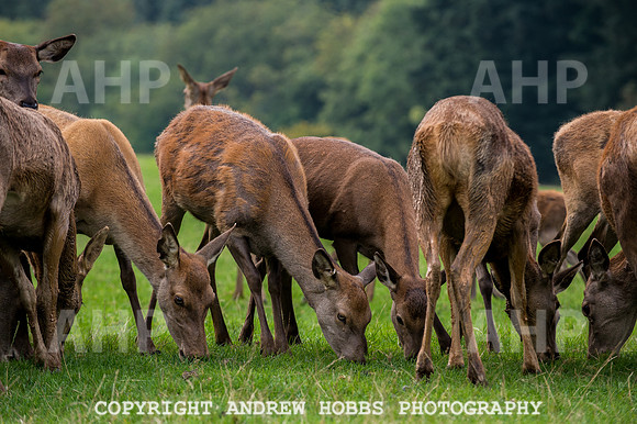 Abby Westcott - deer farm-0246
