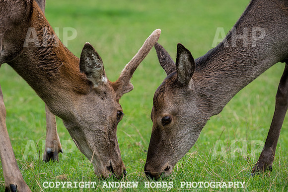 Abby Westcott - deer farm-0251