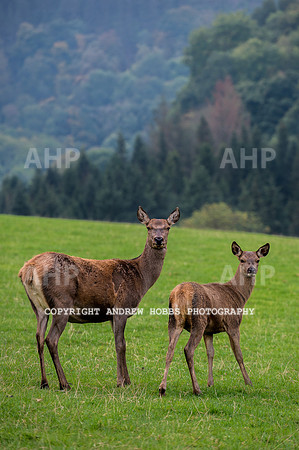 Abby Westcott - deer farm-0261