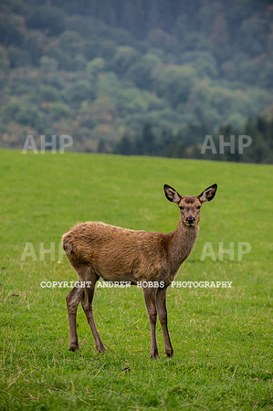 Abby Westcott - deer farm-0273