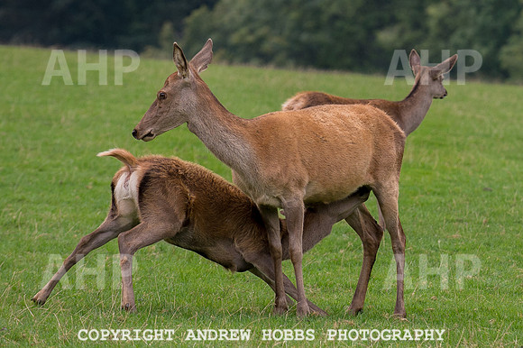 Abby Westcott - deer farm-0285