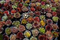 Taunton Flower Show 2014 007