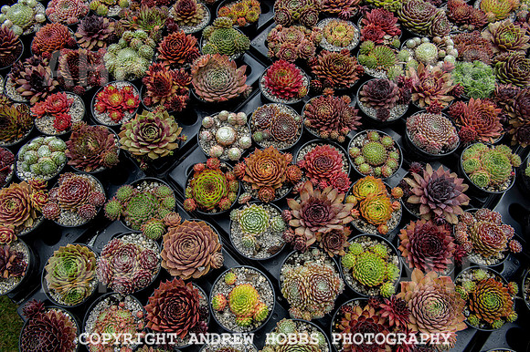 Taunton Flower Show 2014 007