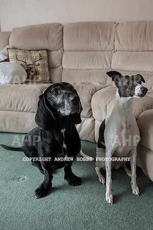 Sharon Gilbert-Muir and Bramble-9560
