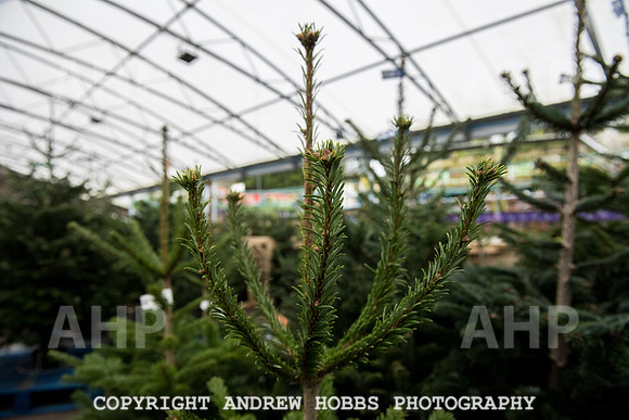 Wyevale Christmas breakfast and tinsel-7821