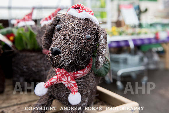 Ashford Wyevale Garden Centre - Santa-6529