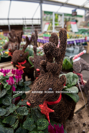 Ashford Wyevale Garden Centre - Santa-6531