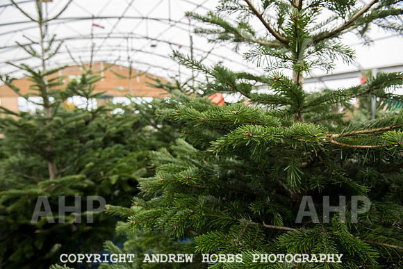 Wyevale Christmas breakfast and tinsel-7825
