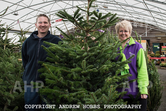 Wyevale ND Hospice Christmas tree-6738