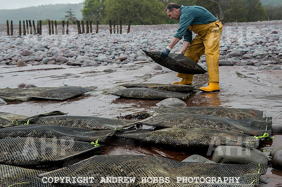 Porlock Oyster Beds 009