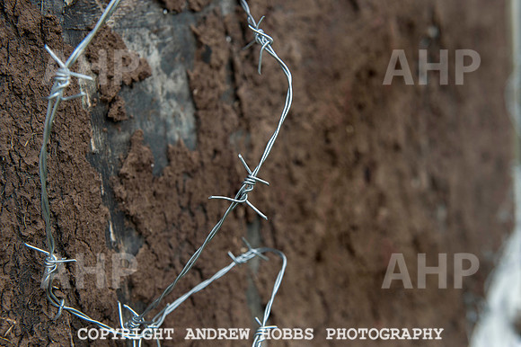 Taunton Flower Show 2014 025