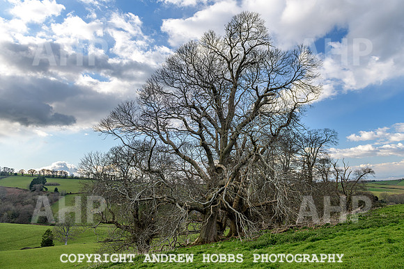 Nettlecombe Oaks - EM - March 2022-9640