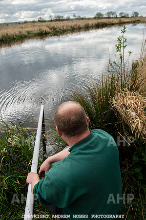 Elver release Catcott Reserve 010