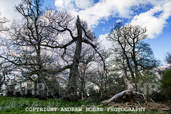 Nettlecombe Oaks - EM - March 2022-9659