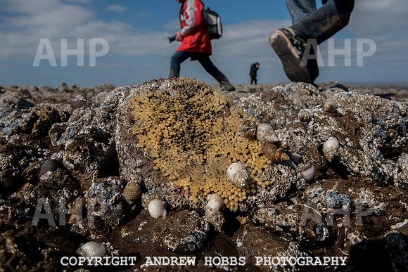 Somerset's Lowest Tide 200 years 040
