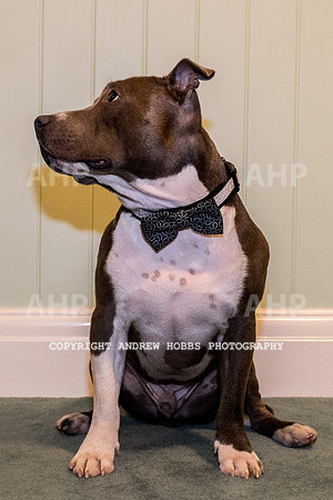 Oliver Dog Audition Minehead 2017-5179