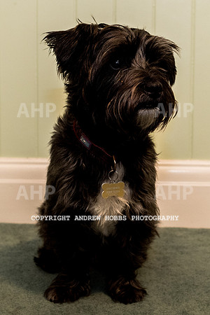 Oliver Dog Audition Minehead 2017-5228