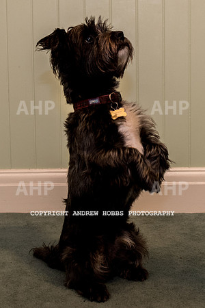 Oliver Dog Audition Minehead 2017-5238