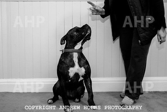 Oliver Dog Audition Minehead 2017-5256