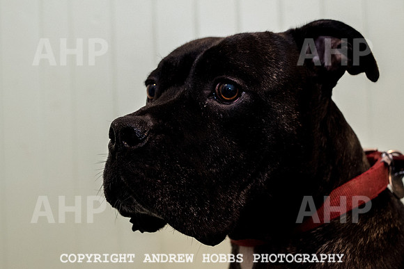 Oliver Dog Audition Minehead 2017-5275